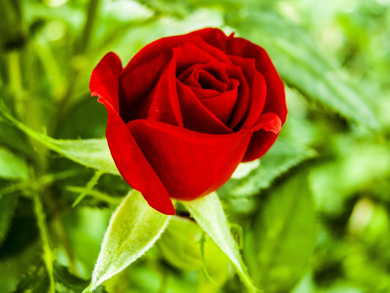 rose red red rose free photo