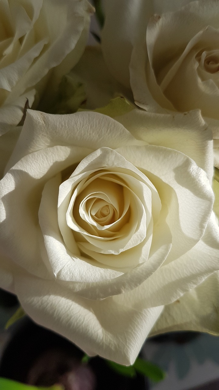 rose  white  flower free photo