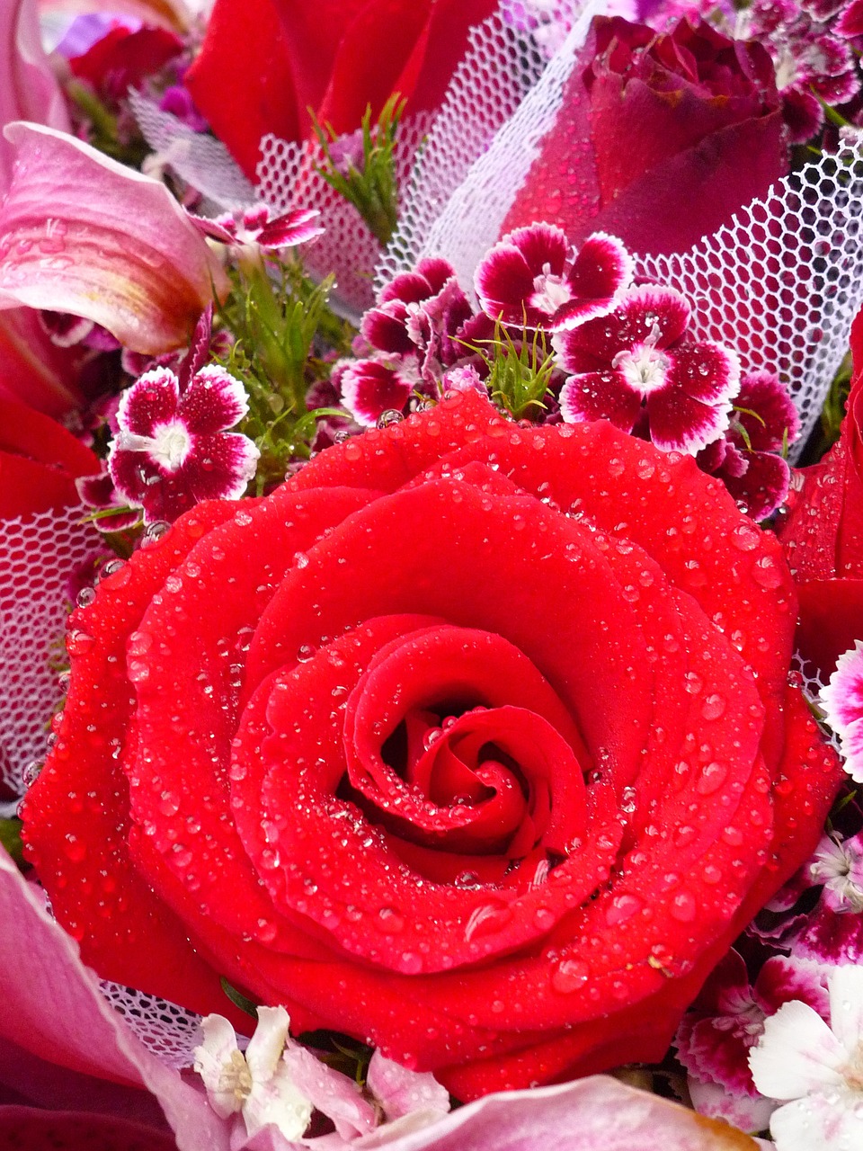 rose flower red rose free photo