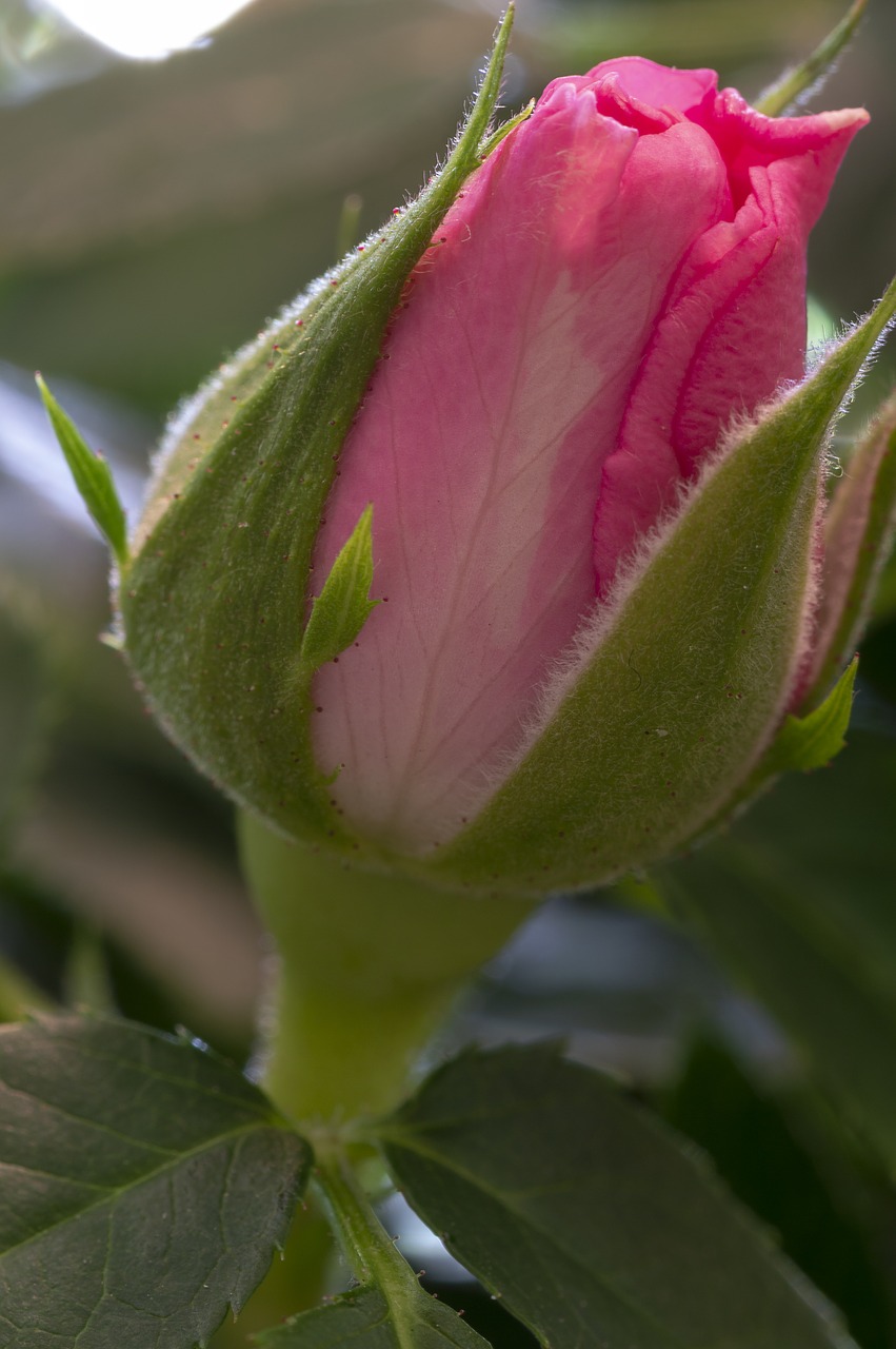 rose  bud  rosebud free photo