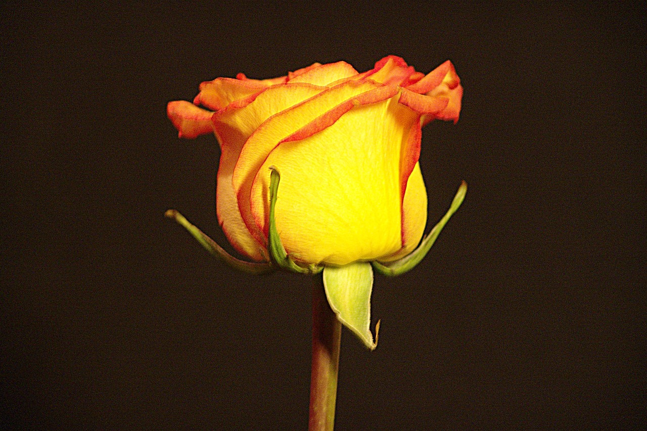 rose  bicolor  yellow free photo
