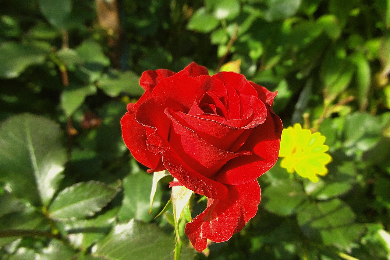 rose  flower  red free photo