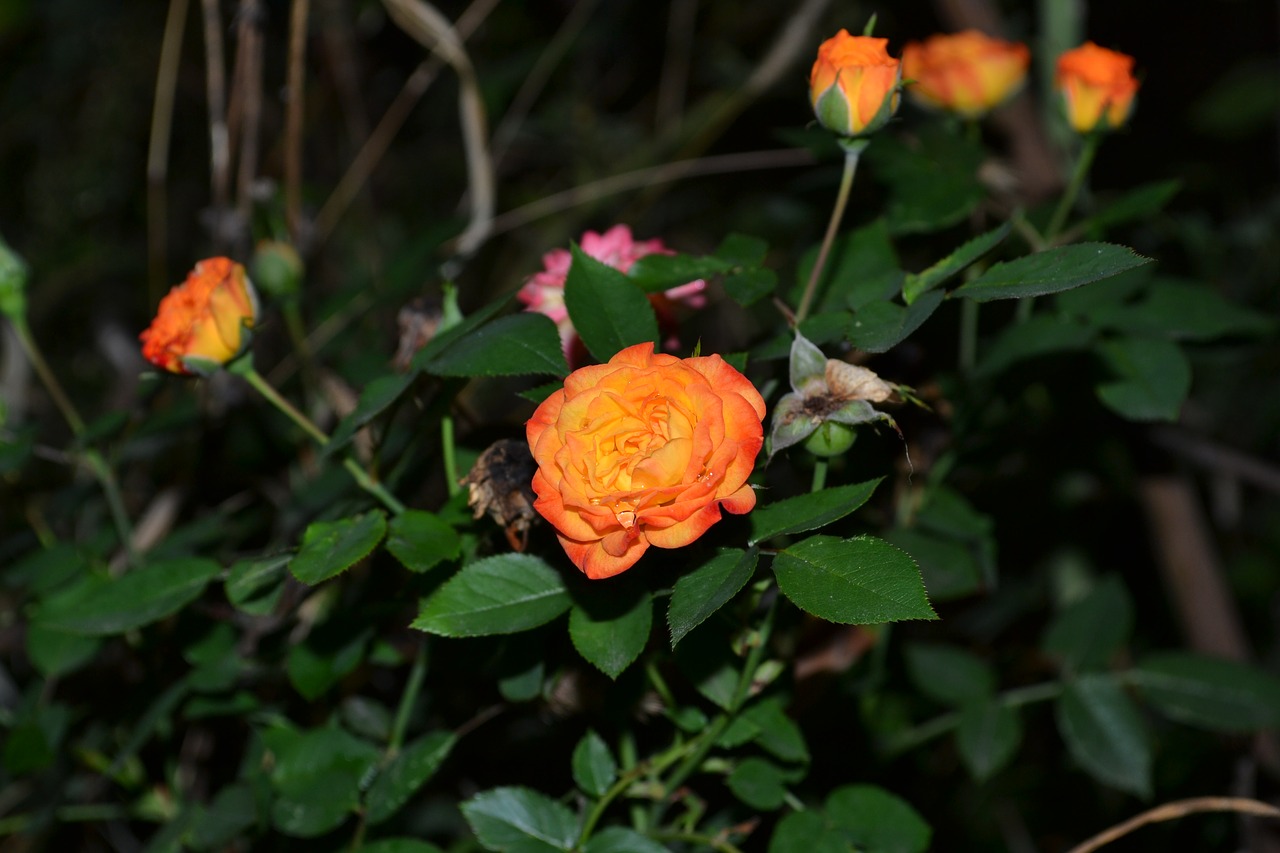 rose  orange  night free photo