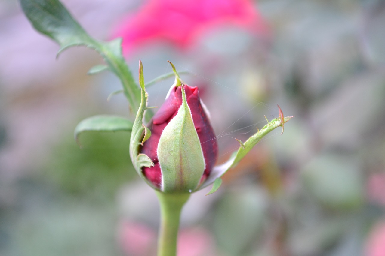 rose  garden  flower free photo