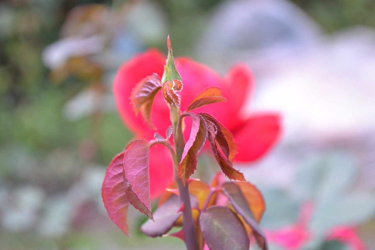 rose  garden  flower free photo