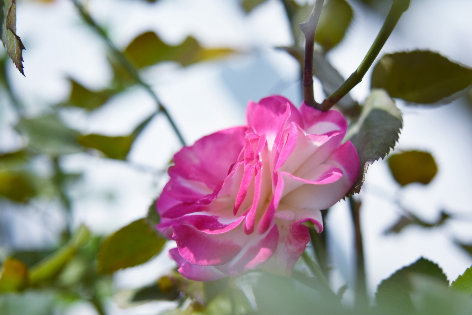 rose pink white free photo