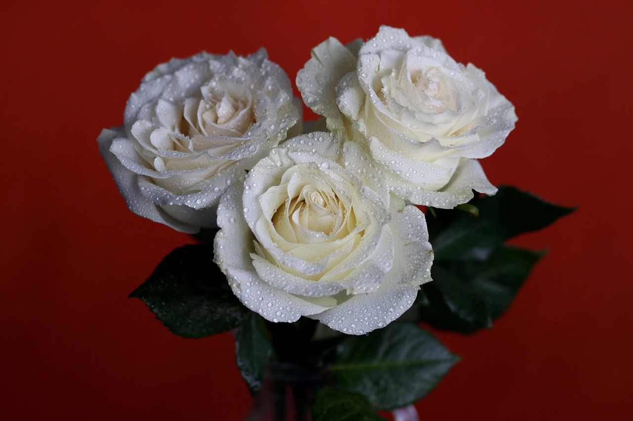 rose  white  flower free photo