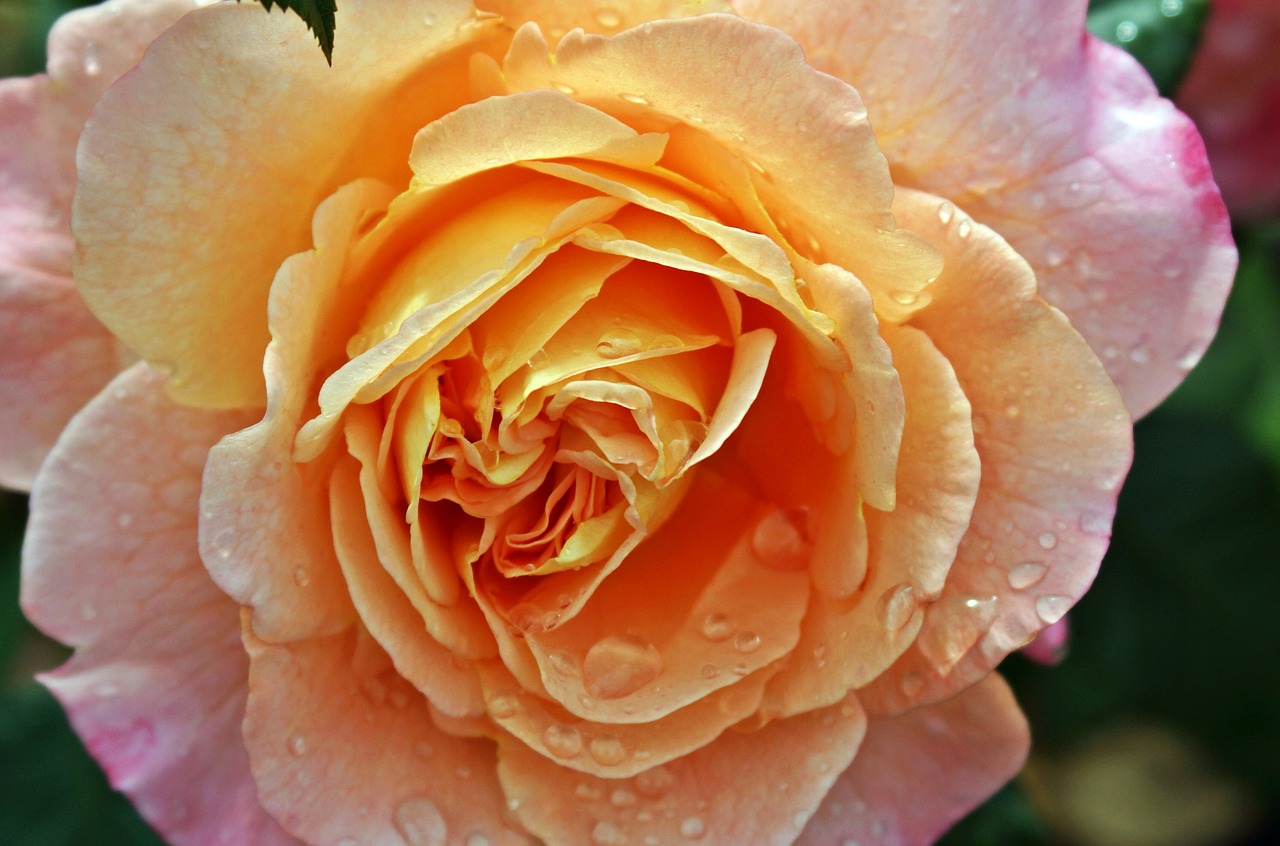 rose moisture close free photo