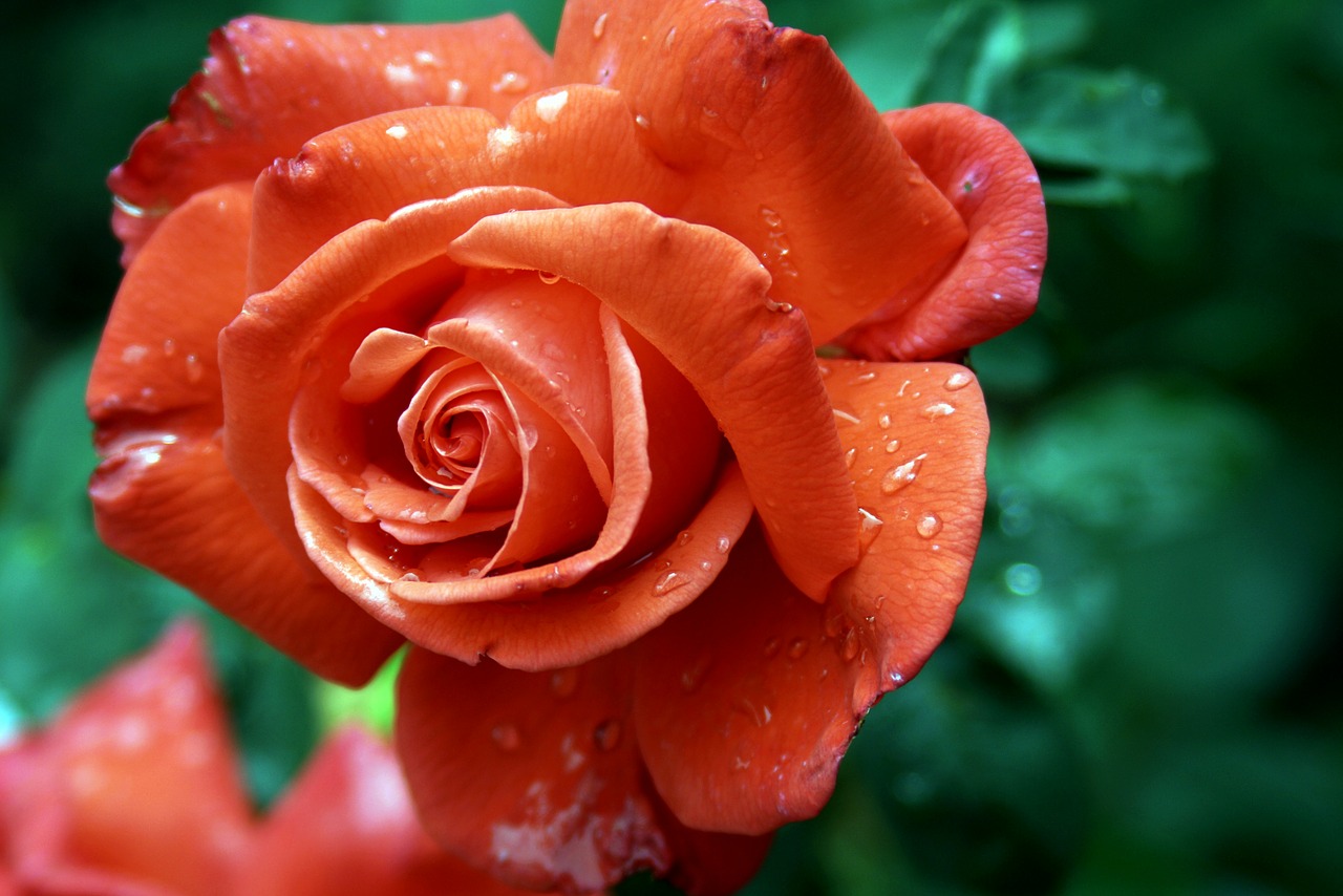 rose red blossom free photo