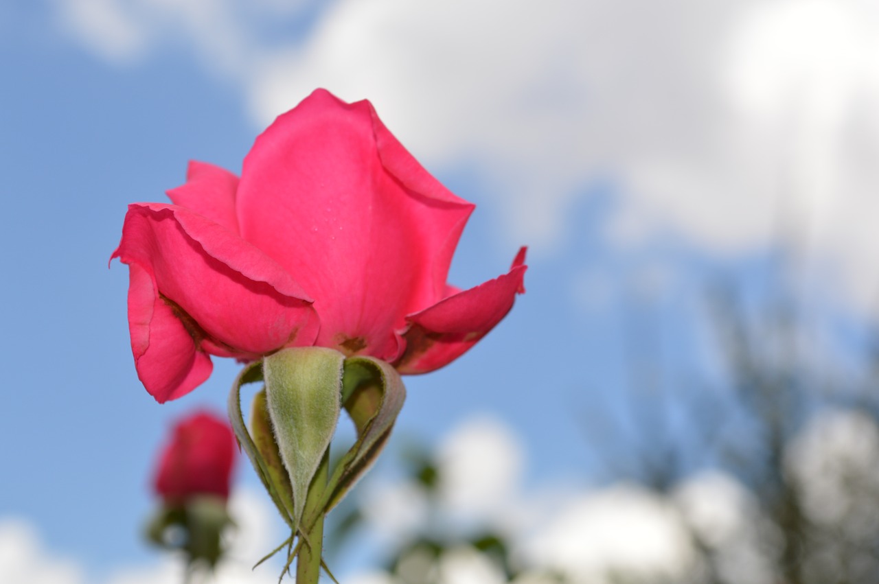 rose  sky  pink free photo