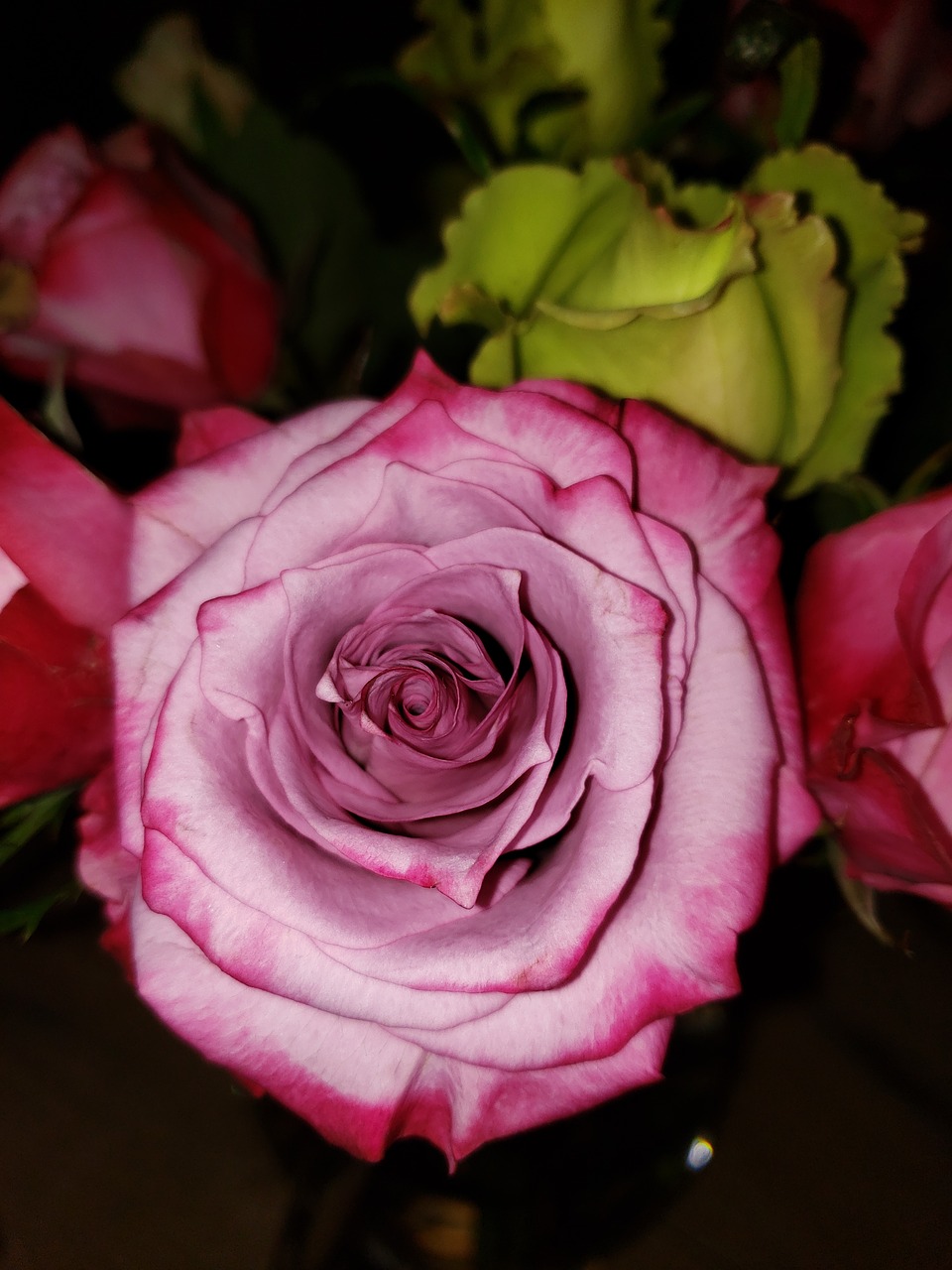 rose  mauve  pink free photo