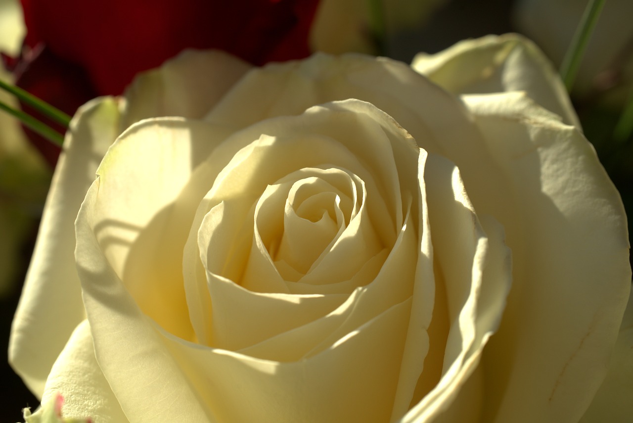 rose  white  love free photo