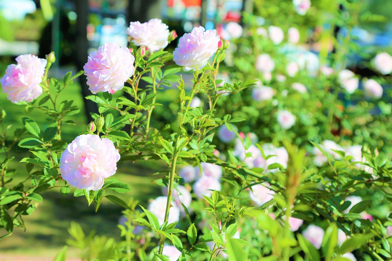 rose  flower  spring free photo