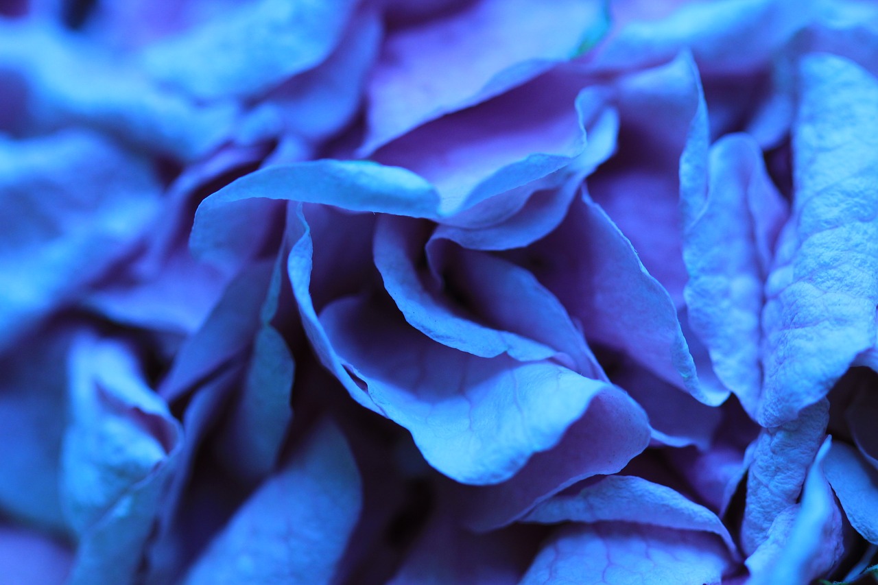 rose  blue  flowers free photo