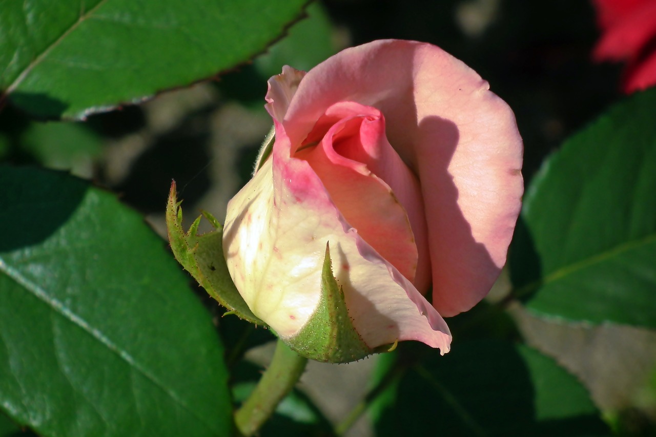 rose  bud  flower free photo