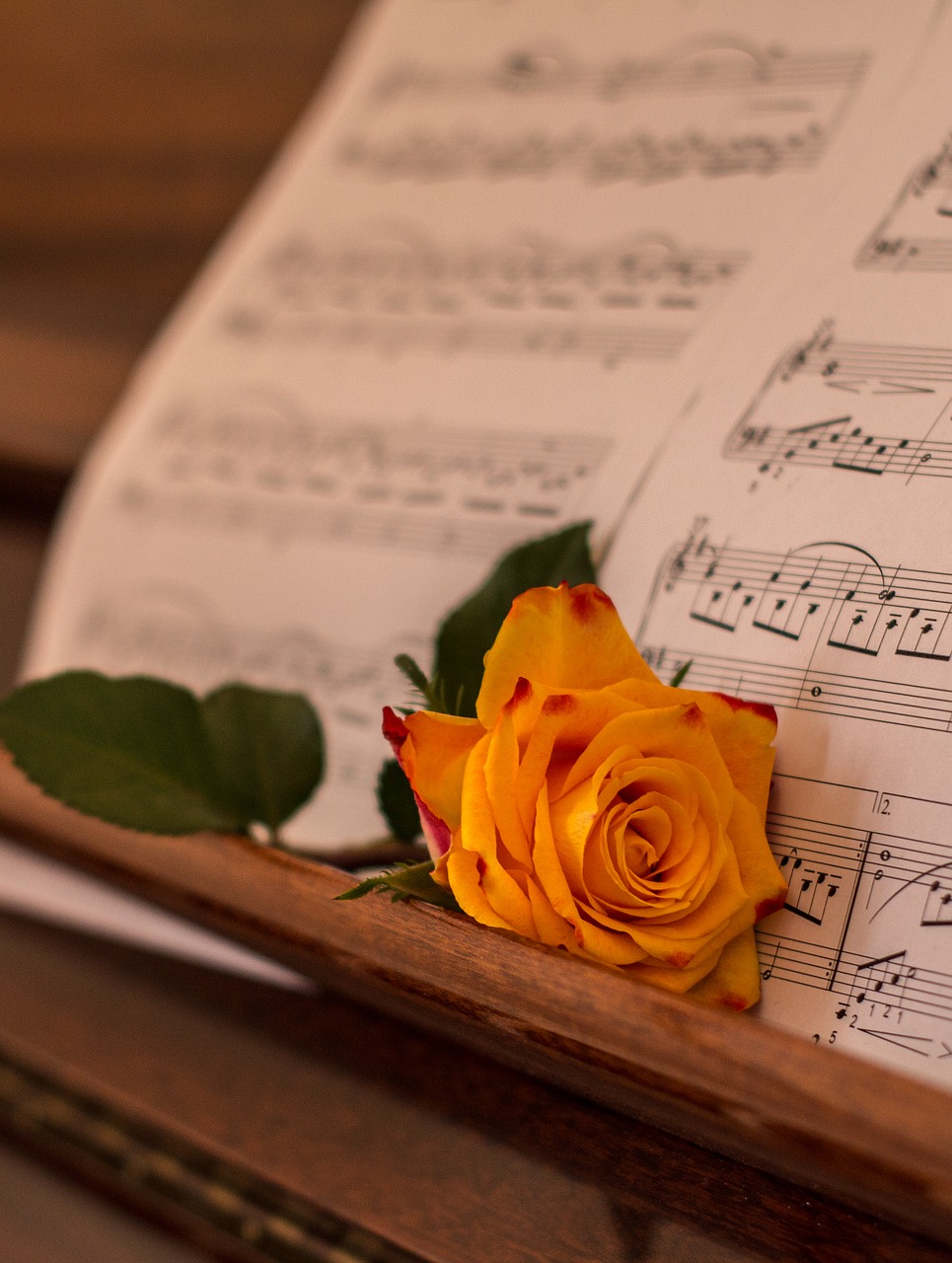 rose  orange  piano free photo