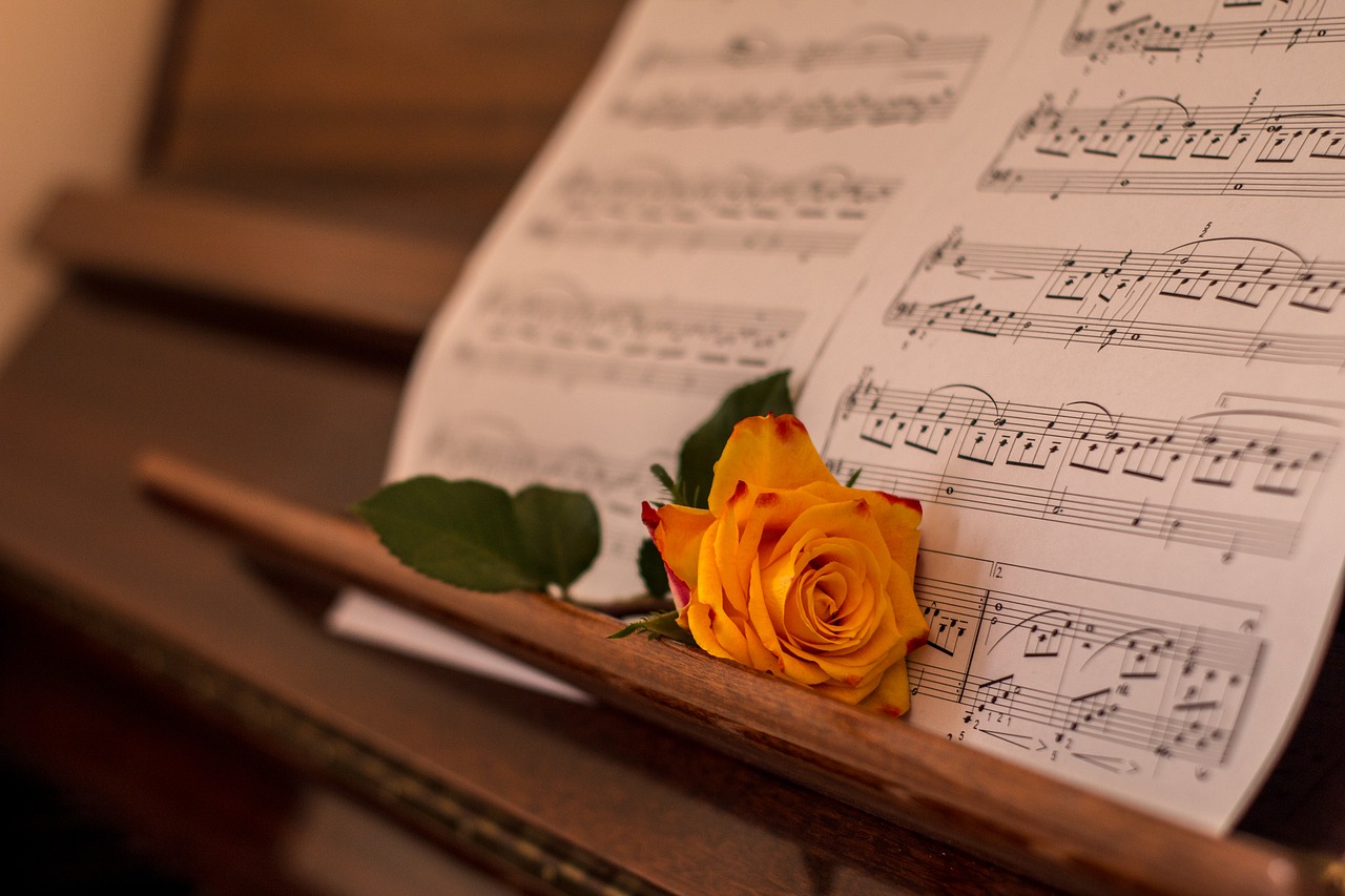 rose  orange  piano free photo