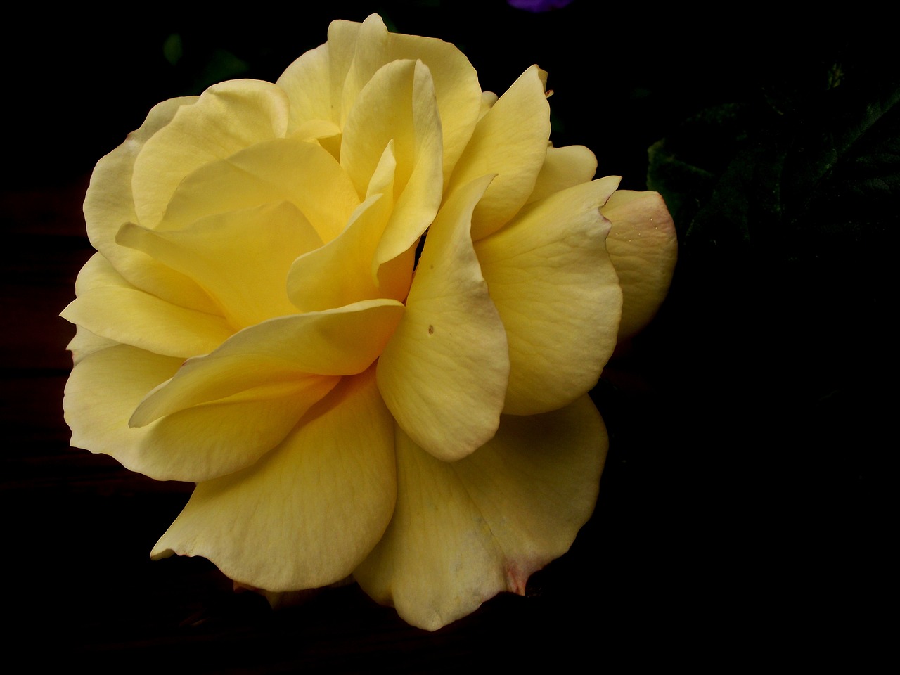 rose  flower  tea free photo