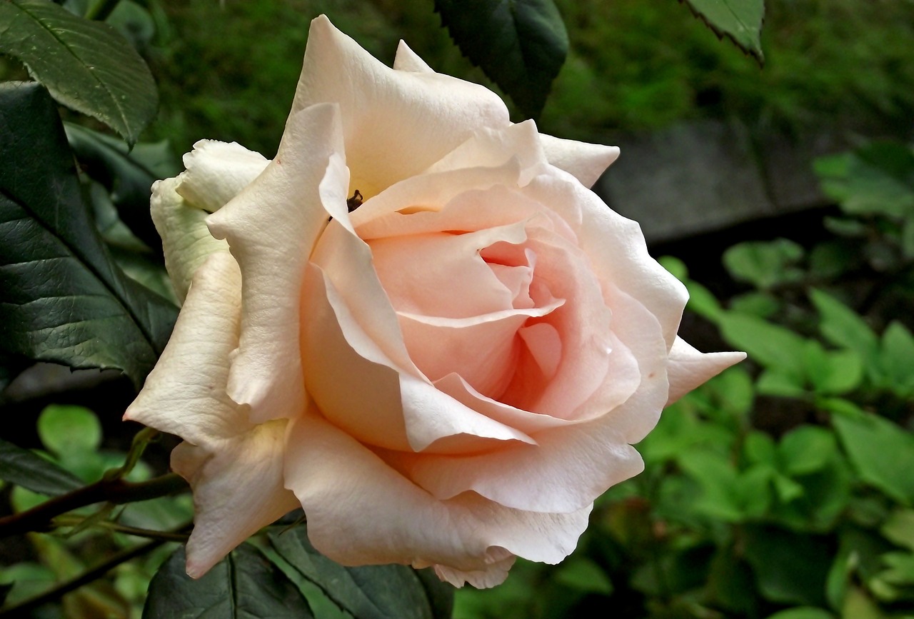 rose  flower  beauty free photo