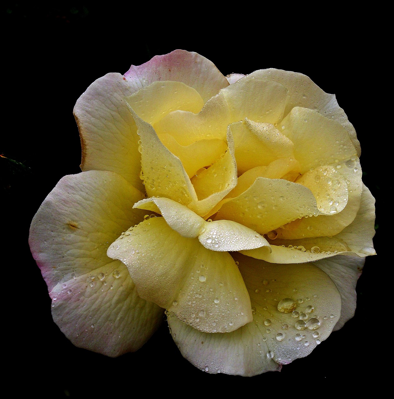 rose  tea  flower free photo