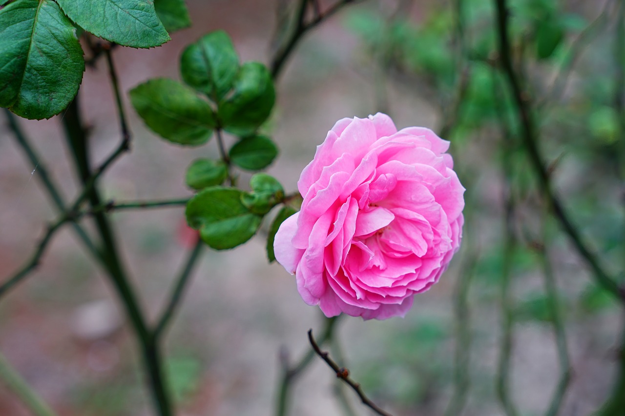 rose  flower  blossom free photo