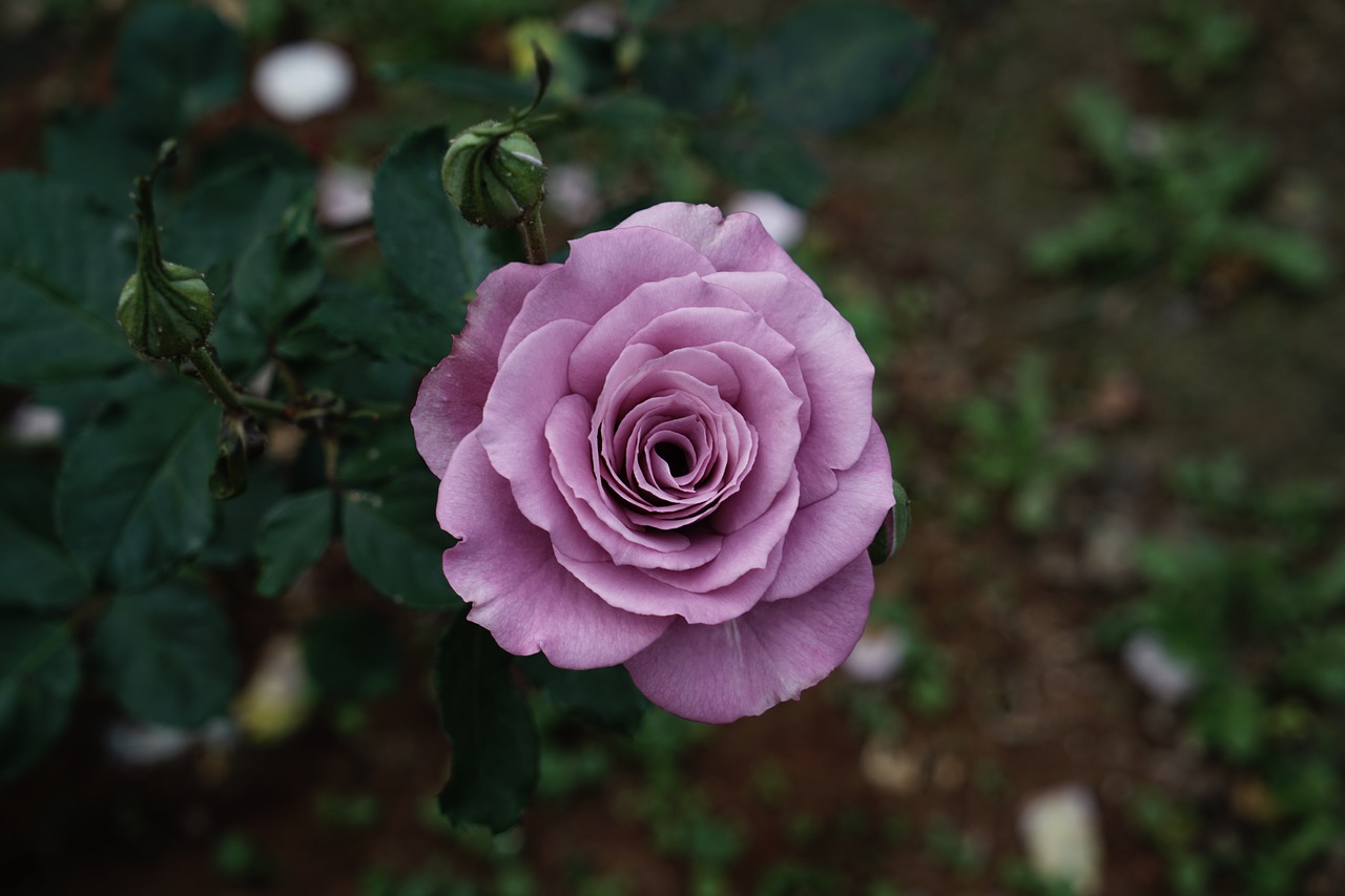 rose  flower  petal free photo