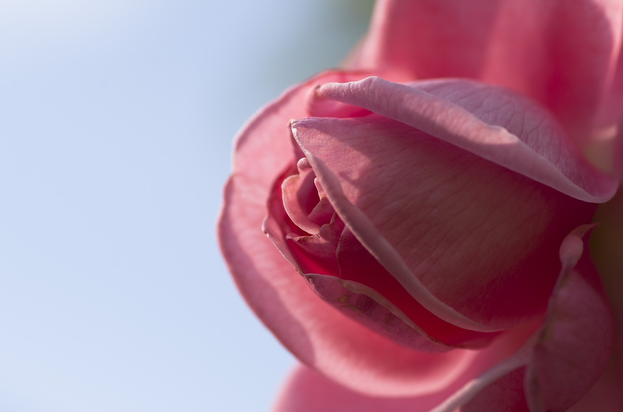 rose pink nature free photo