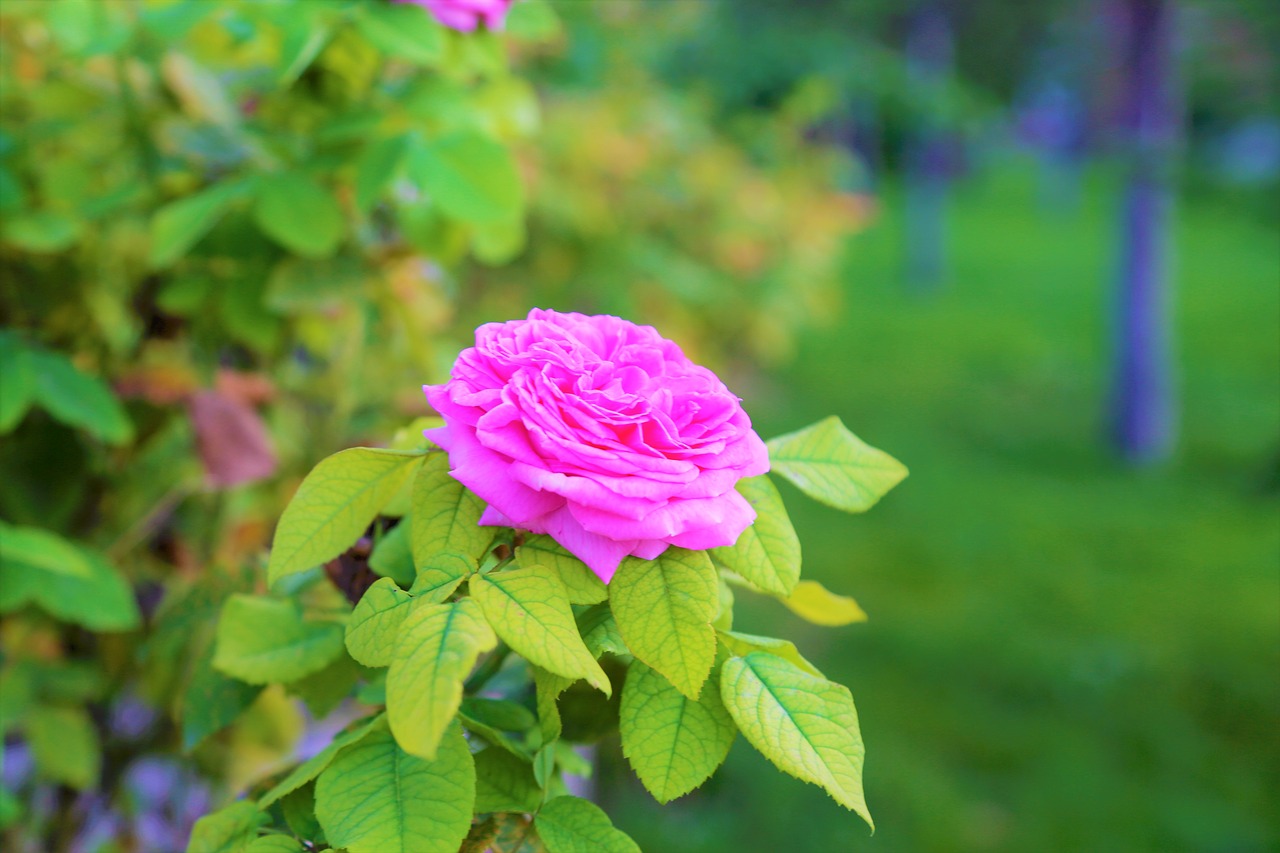 rose  nature  flower free photo