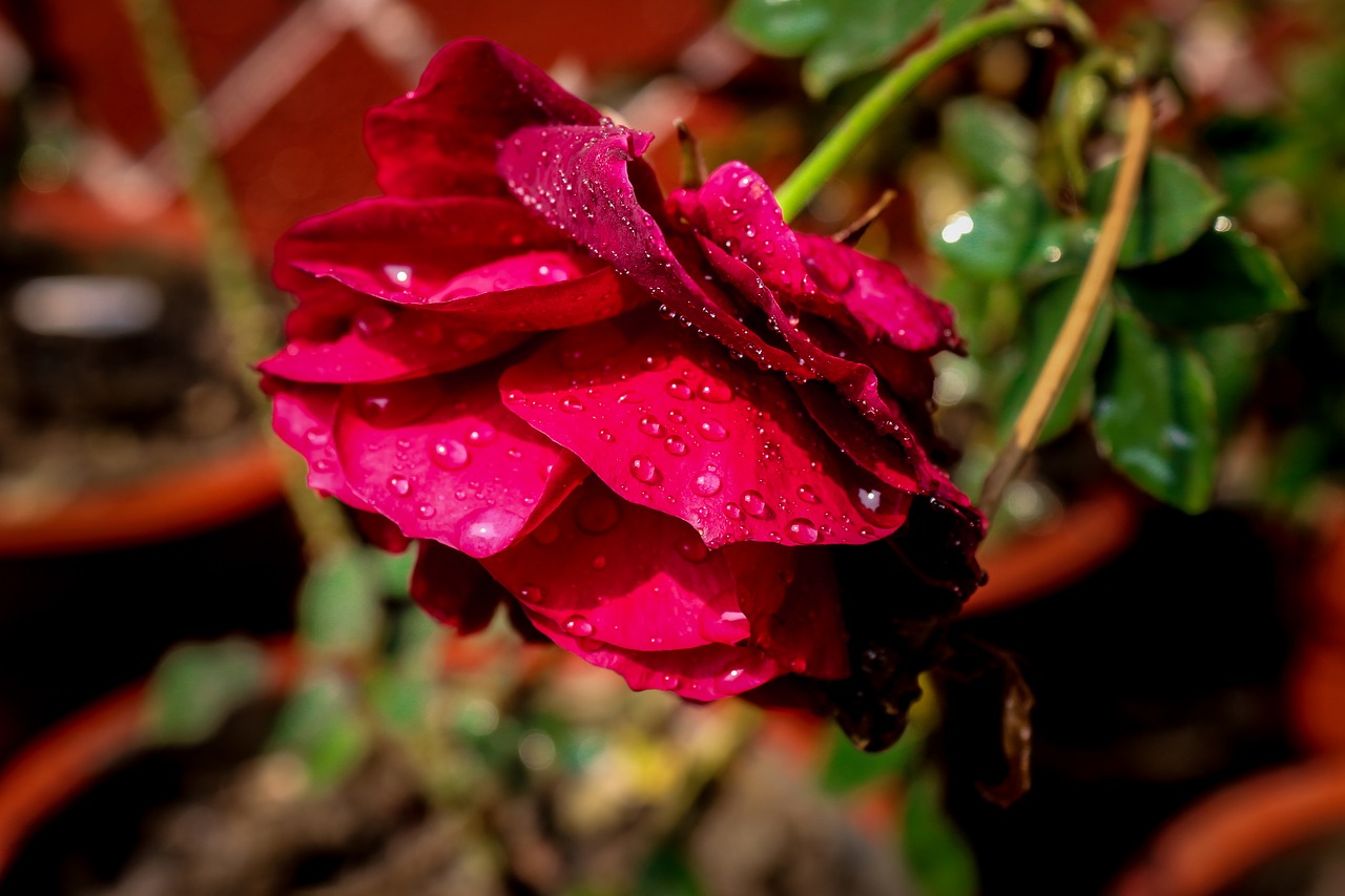 rose  water drops  nature free photo
