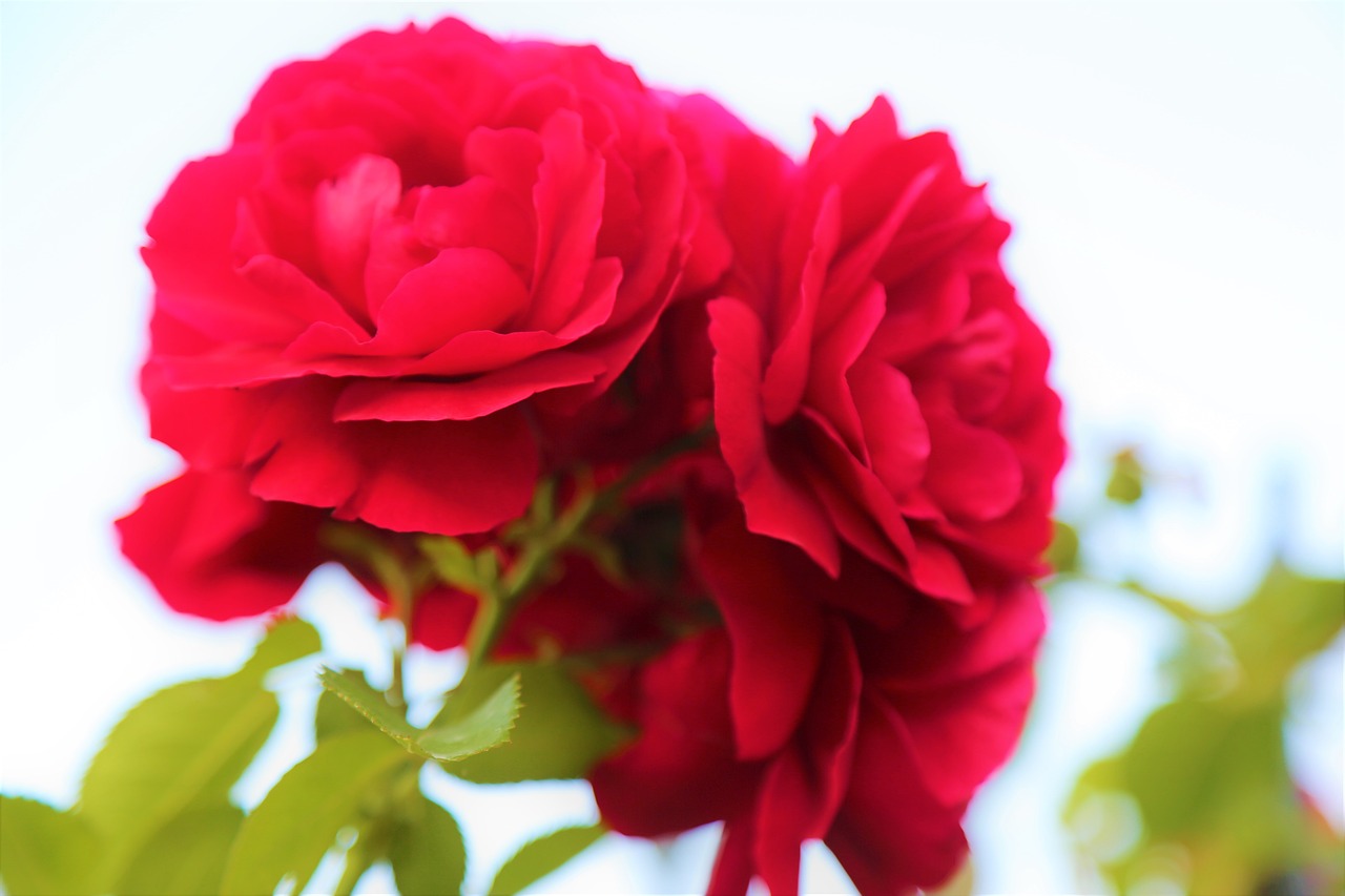 rose  red  flower free photo