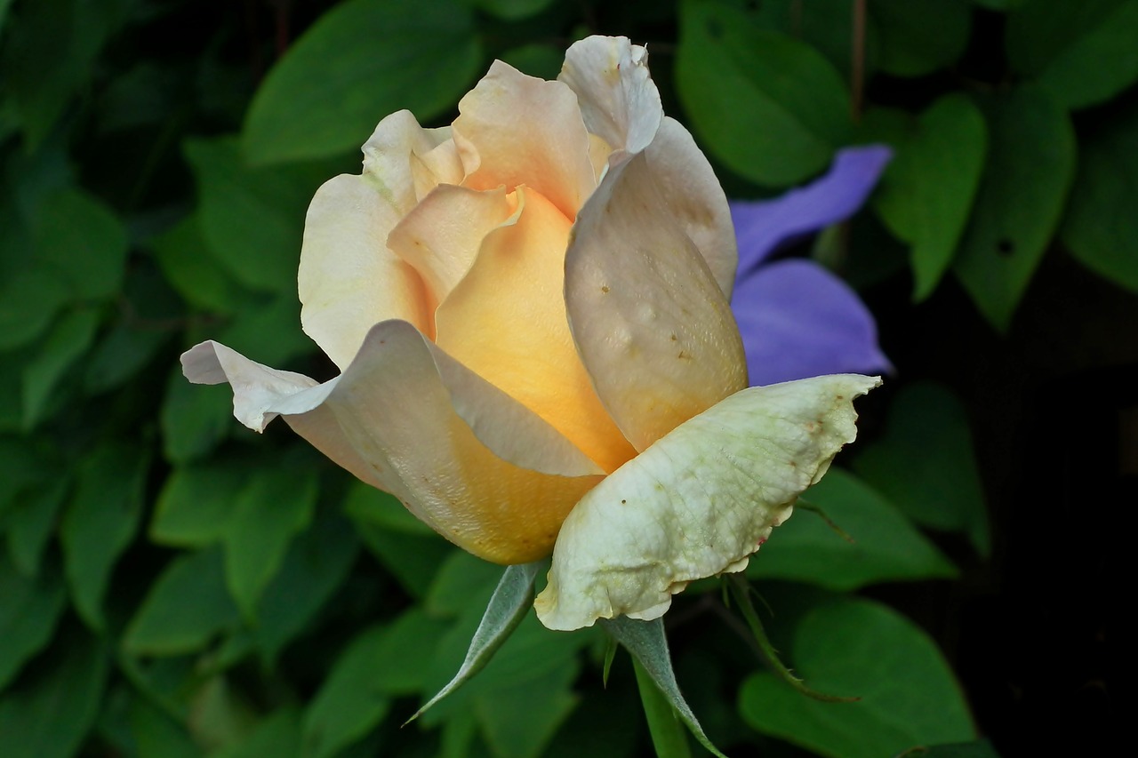 rose  tea  flower free photo