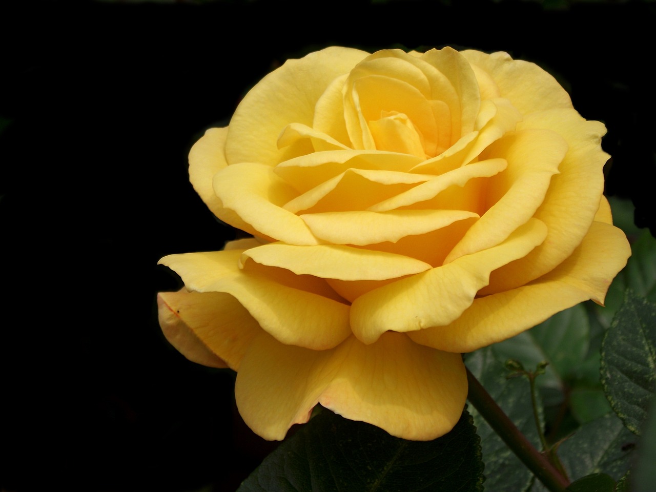 rose  yellow  garden free photo