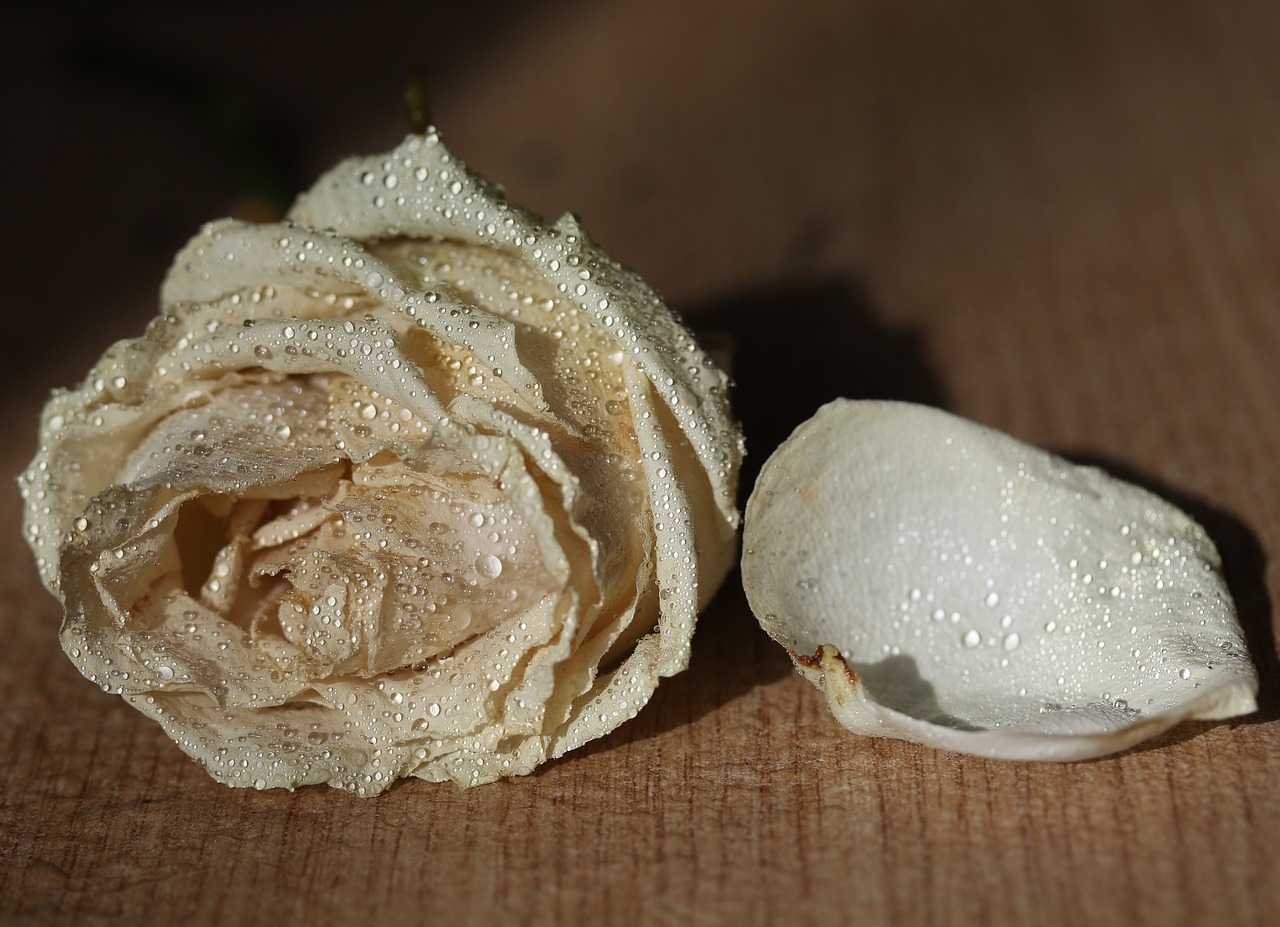 rose  white  petals free photo