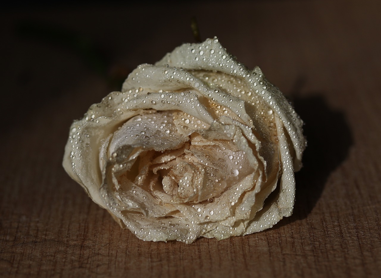 rose  white  petals free photo