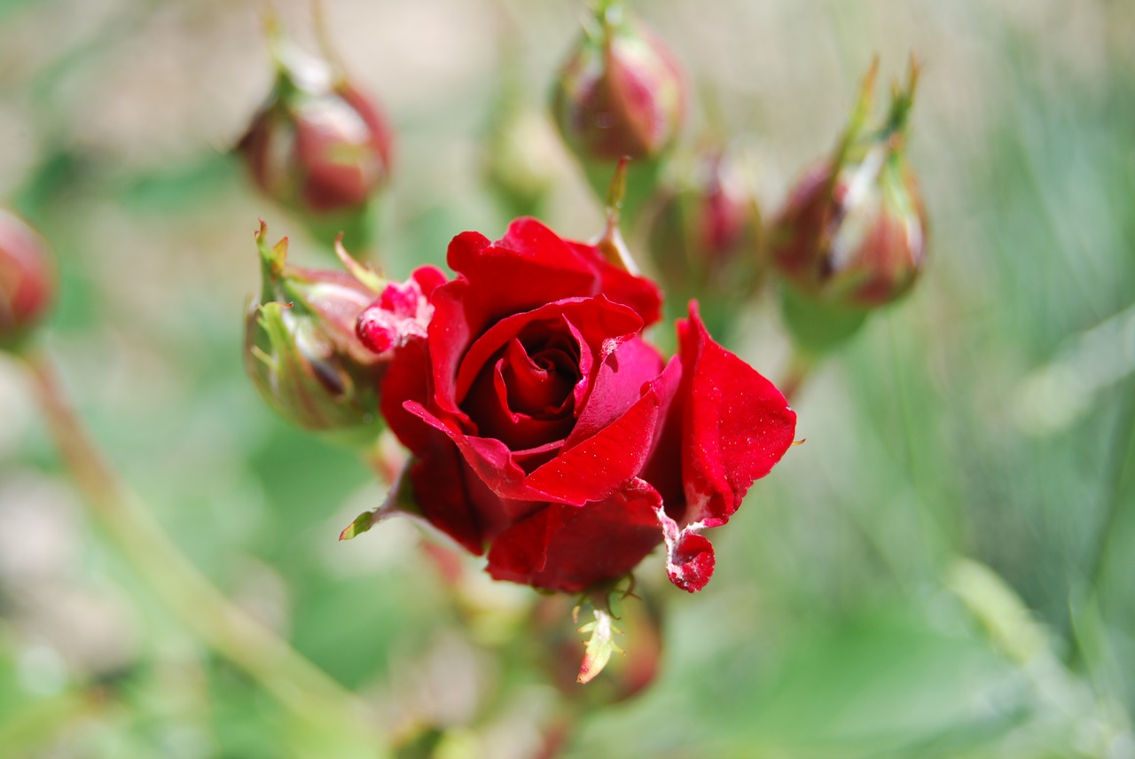 rose  red  flower free photo