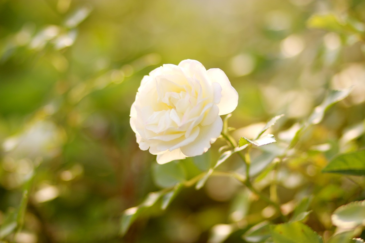 rose  white  green free photo