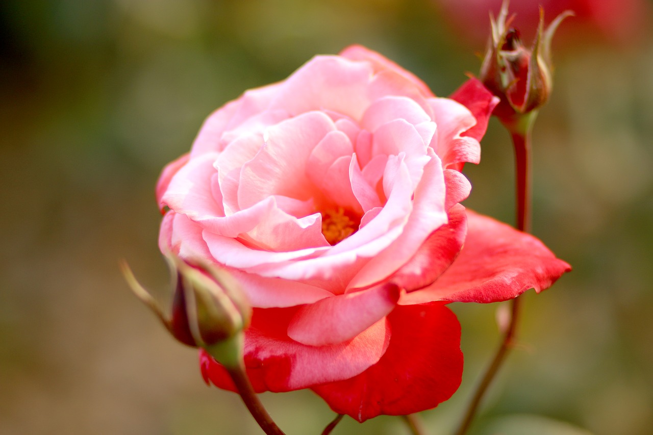 rose  pink  flower free photo