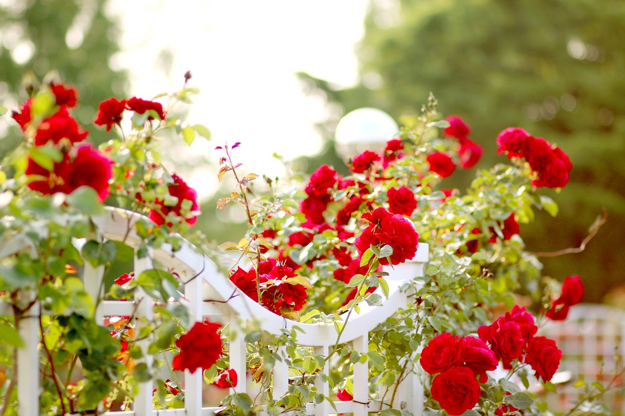 rose  red  flower free photo