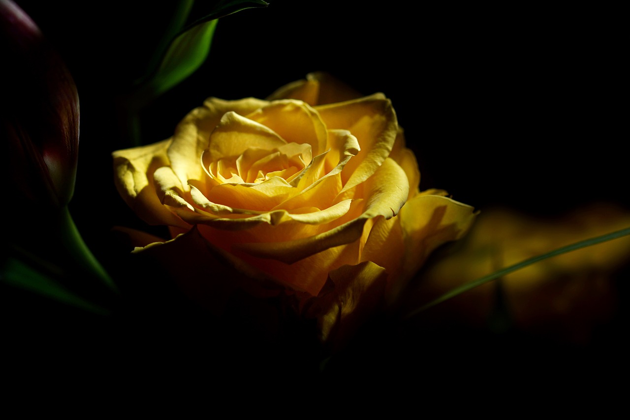 rose  yellow  blossom free photo