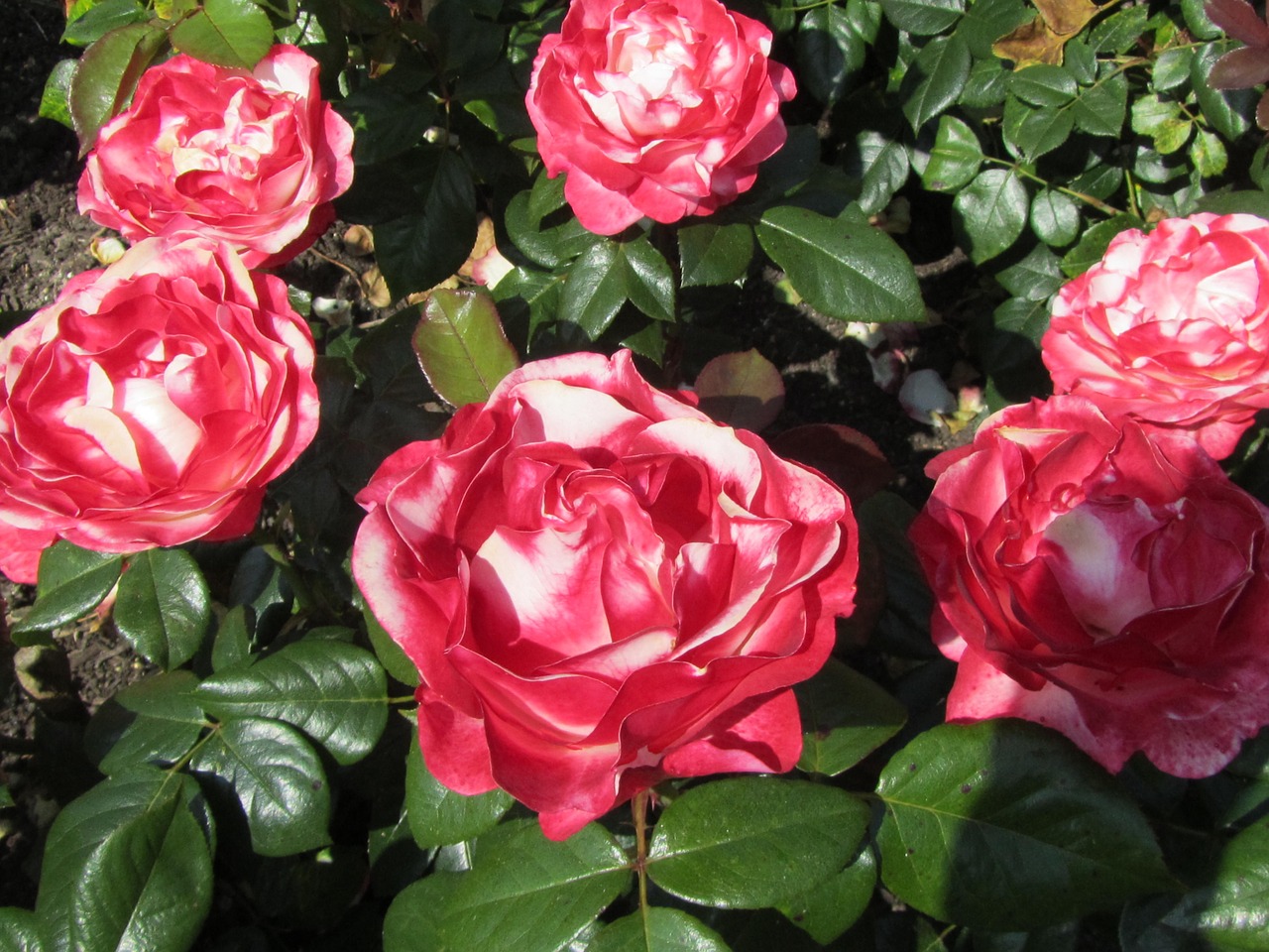 rose red flower free photo