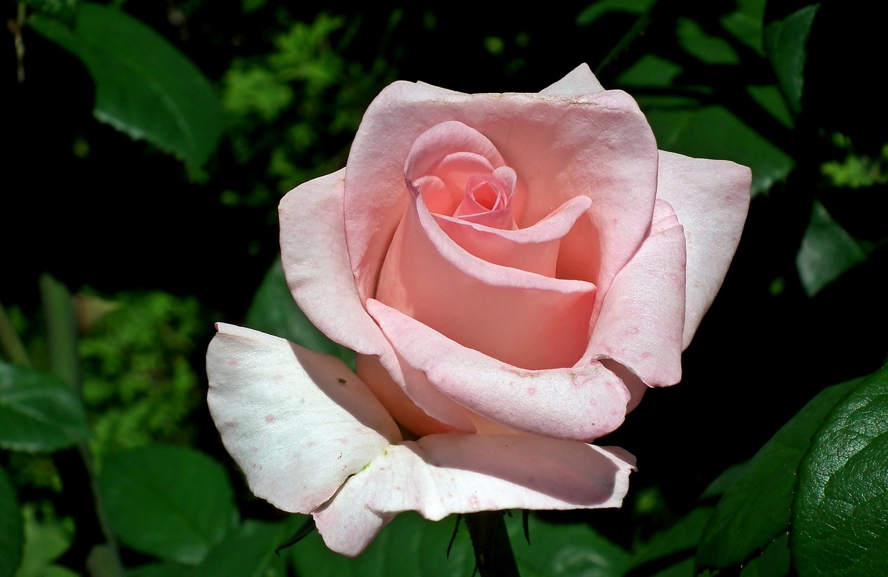 rose  flower  pink free photo