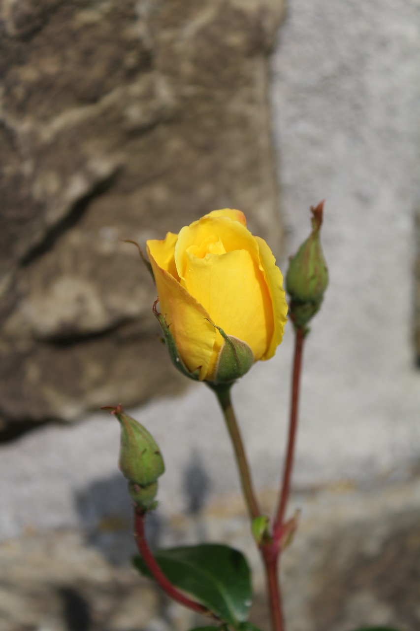 rose  flower  yellow free photo