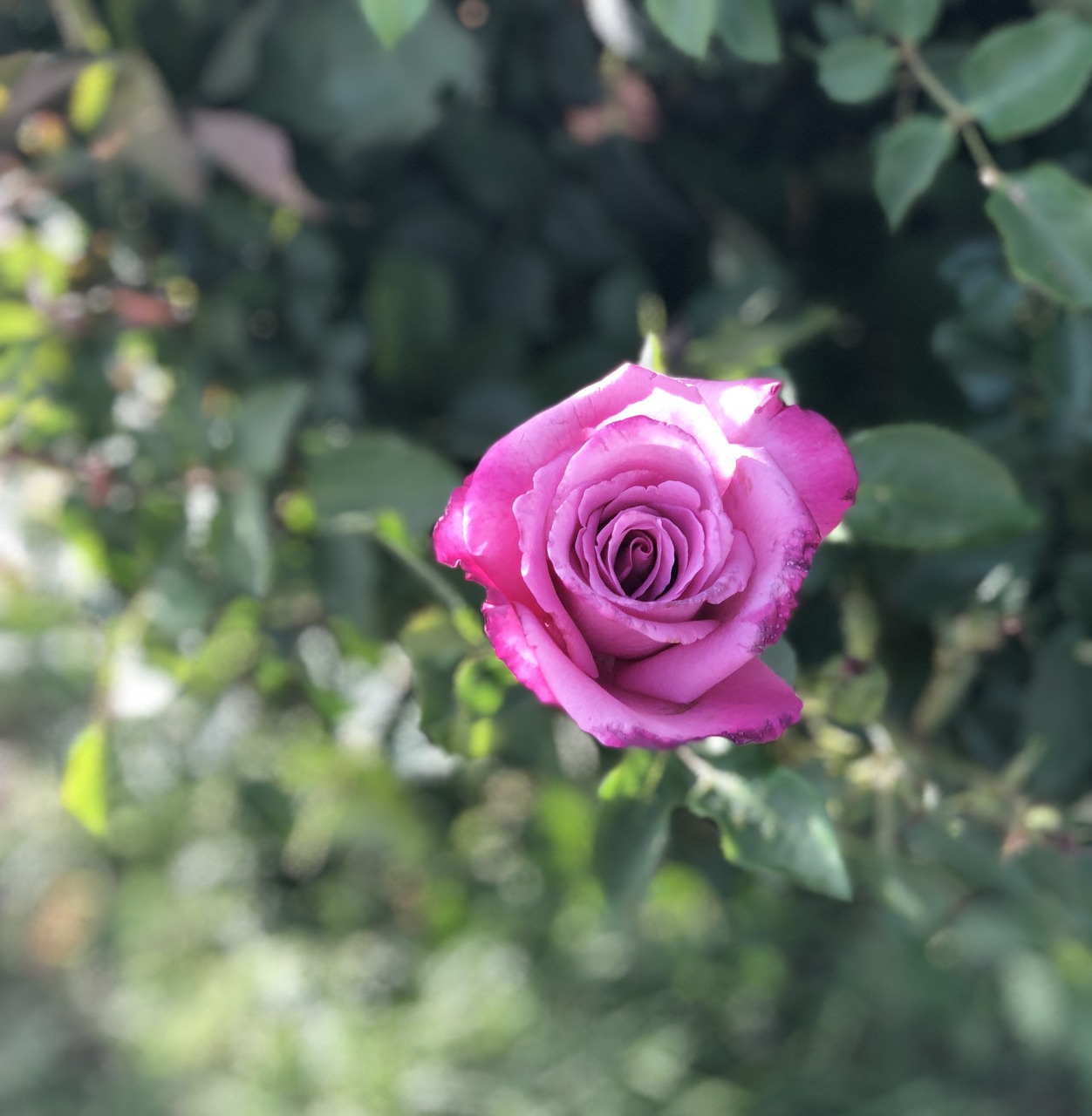 rose  pink  thorns free photo