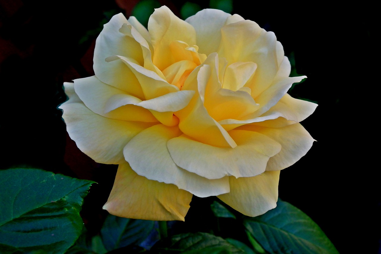 rose  flower  garden free photo