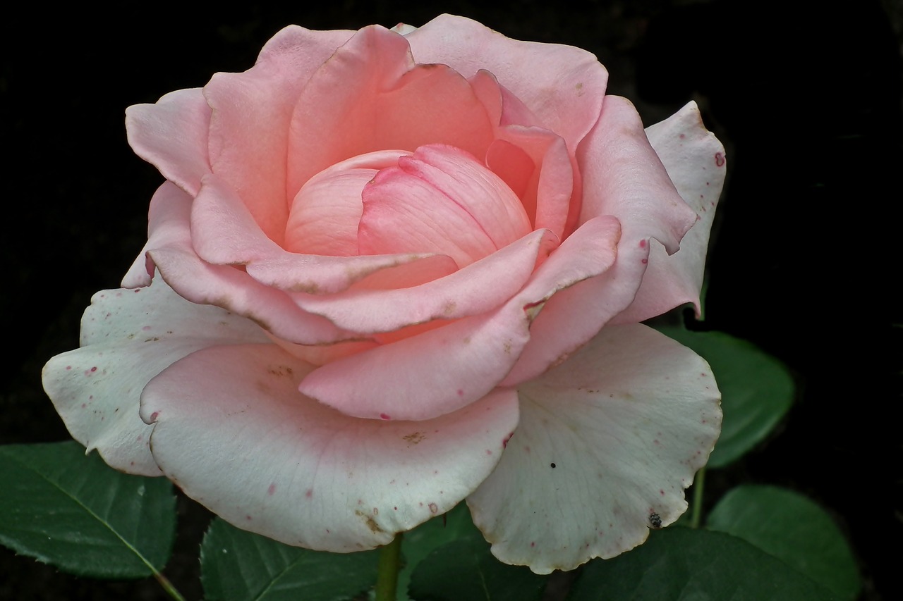 rose  flower  pink free photo