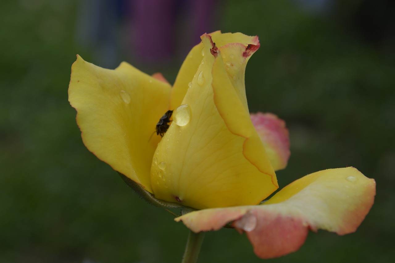 rose  nature  flower free photo