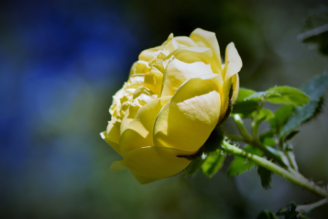 rose  rose bloom  blossom free photo