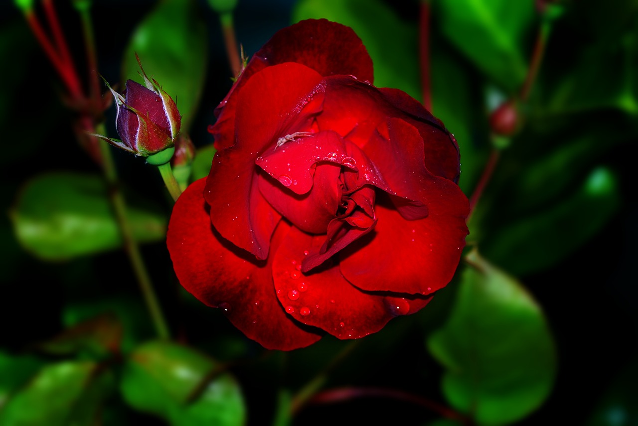 rose  red  flower free photo