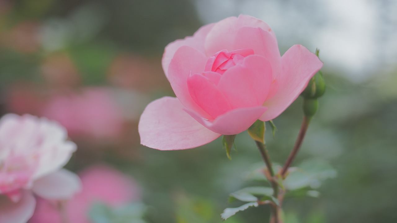 rose  autumn  bokeh free photo