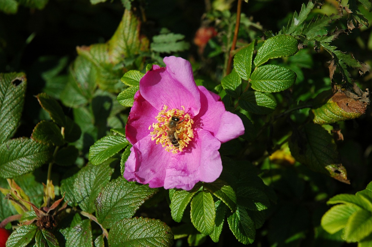 rose wild rose flower free photo